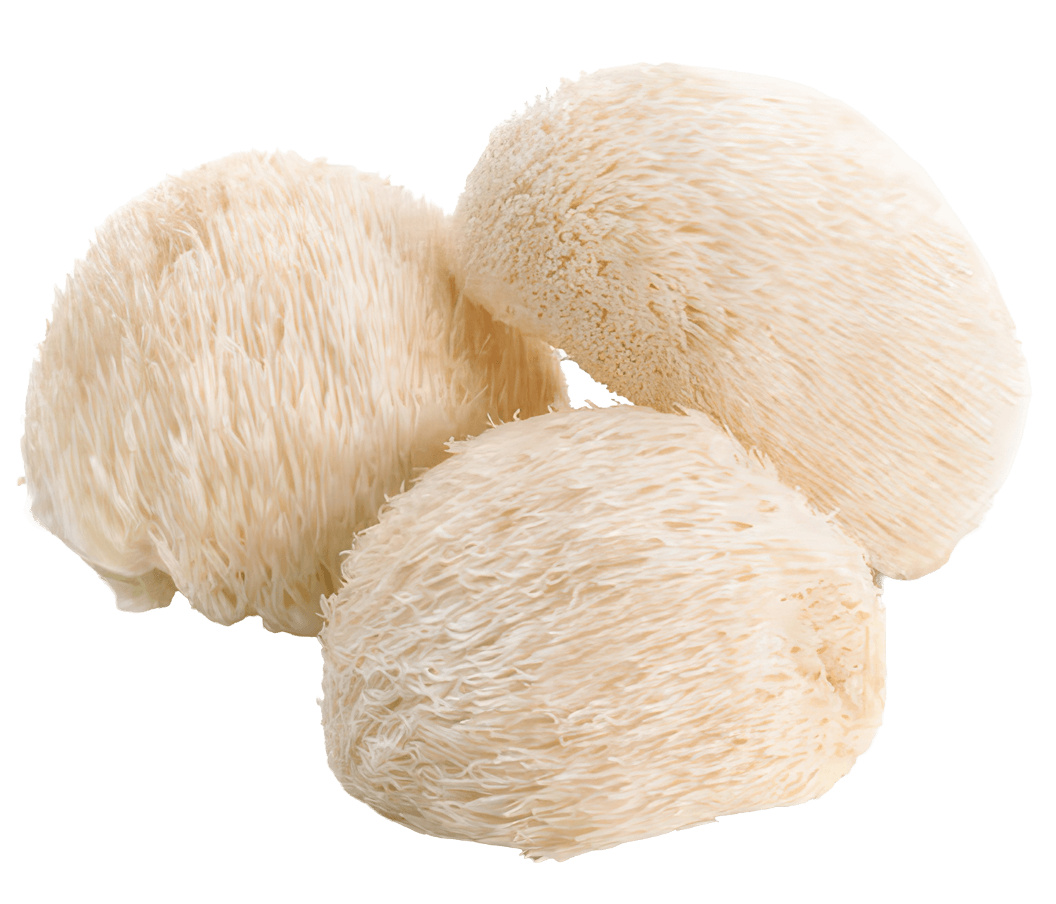 Lion's Mane