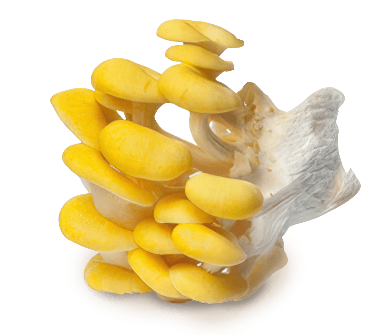 Sbrisa gialla