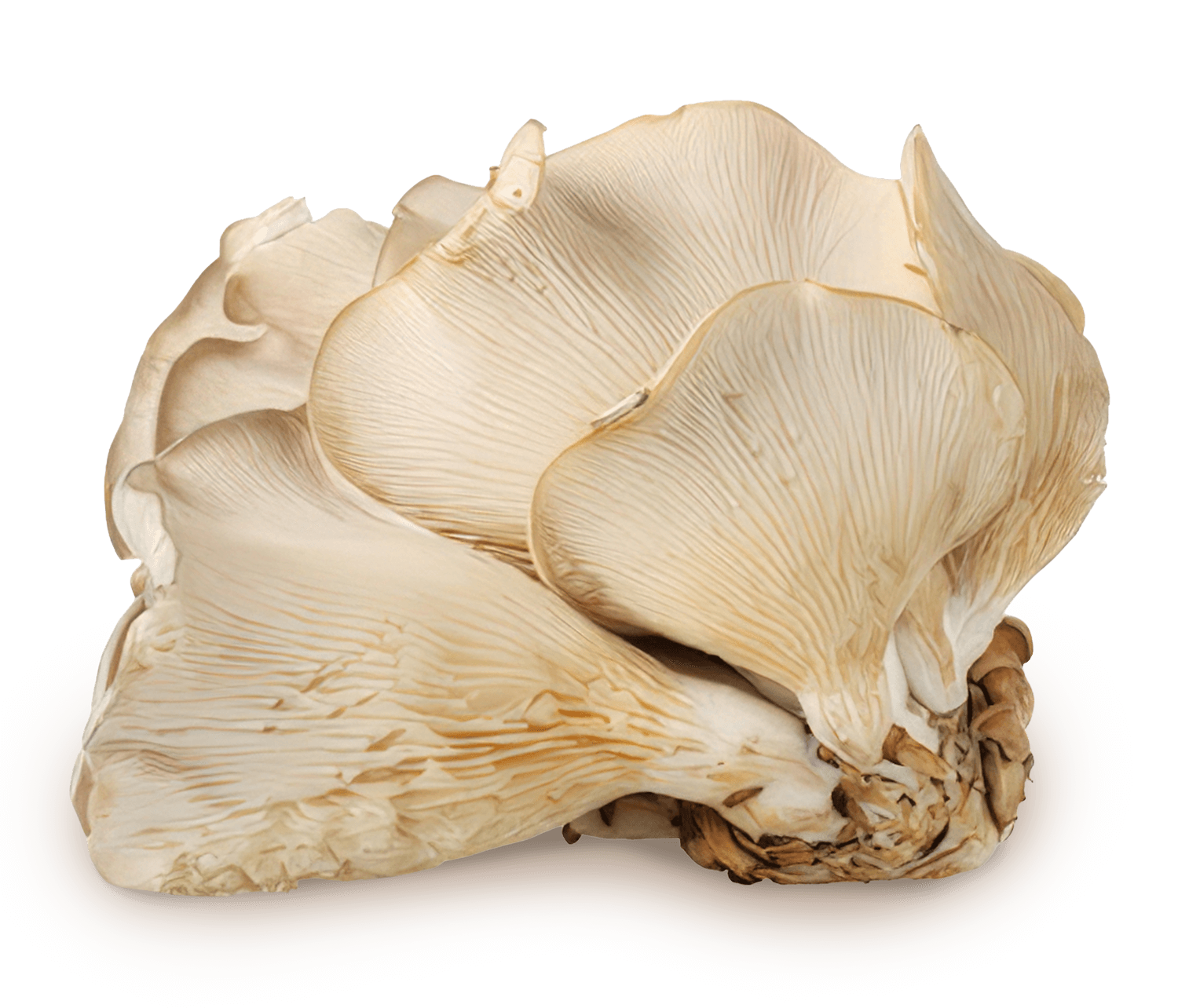Pleurotus