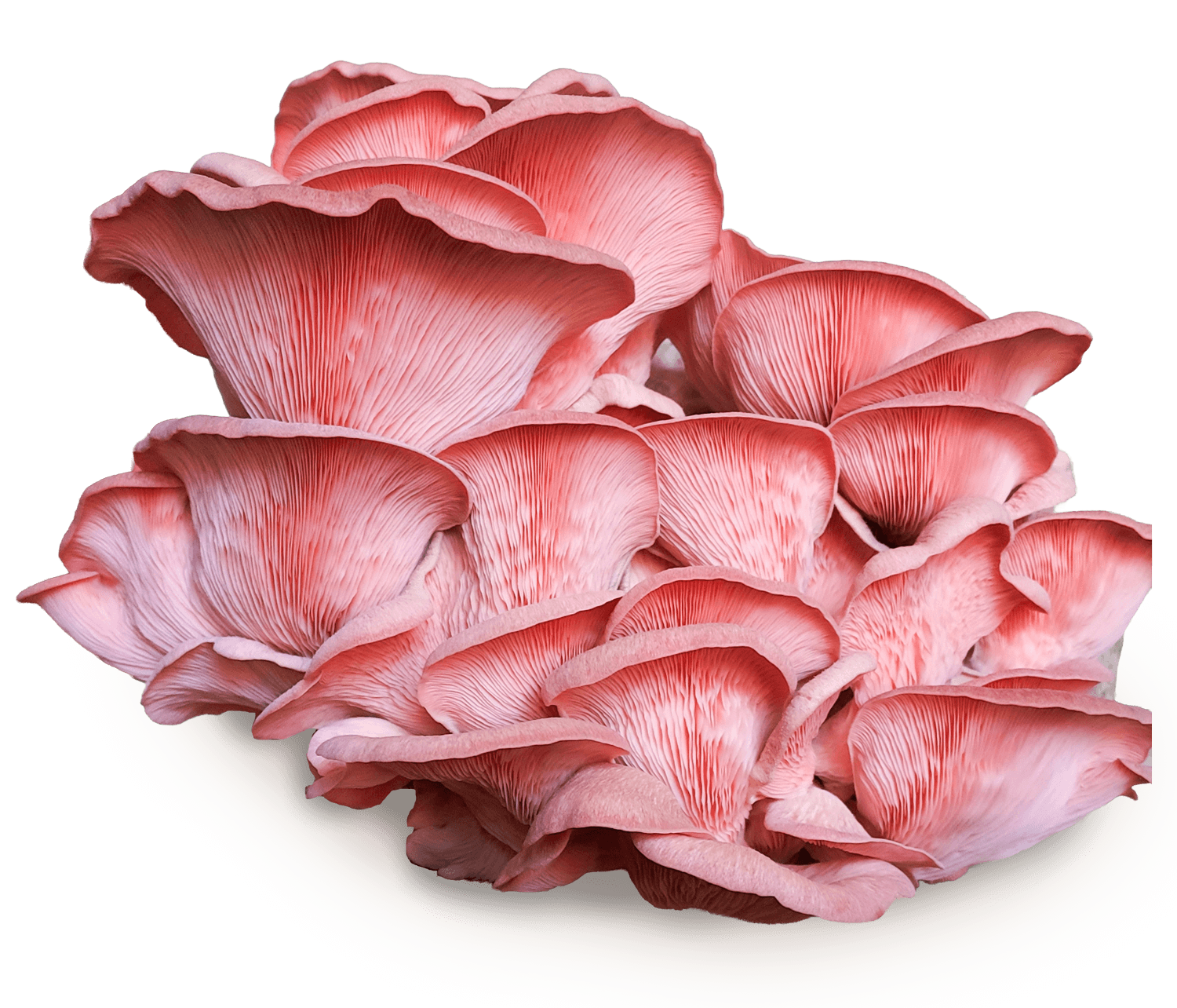 Sbrisa rosa
