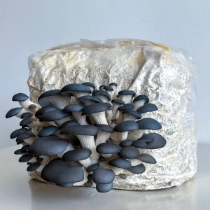 Kit di Coltivazione Fungo Ostrica Blu (Pleurotus columbinus)