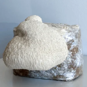 Kit di Coltivazione Lion's Mane (Hericium erinaceus)