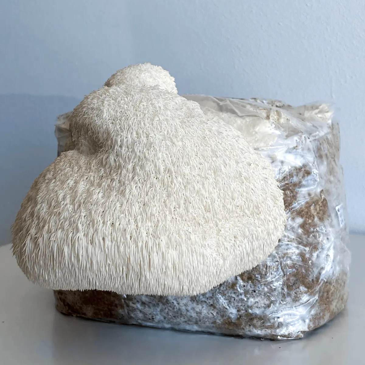 Kit di Coltivazione Lion's Mane (Hericium erinaceus)