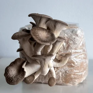 Kit di Coltivazione Fungo Perla Nera (Pleurotus ostreatus x eryngii)