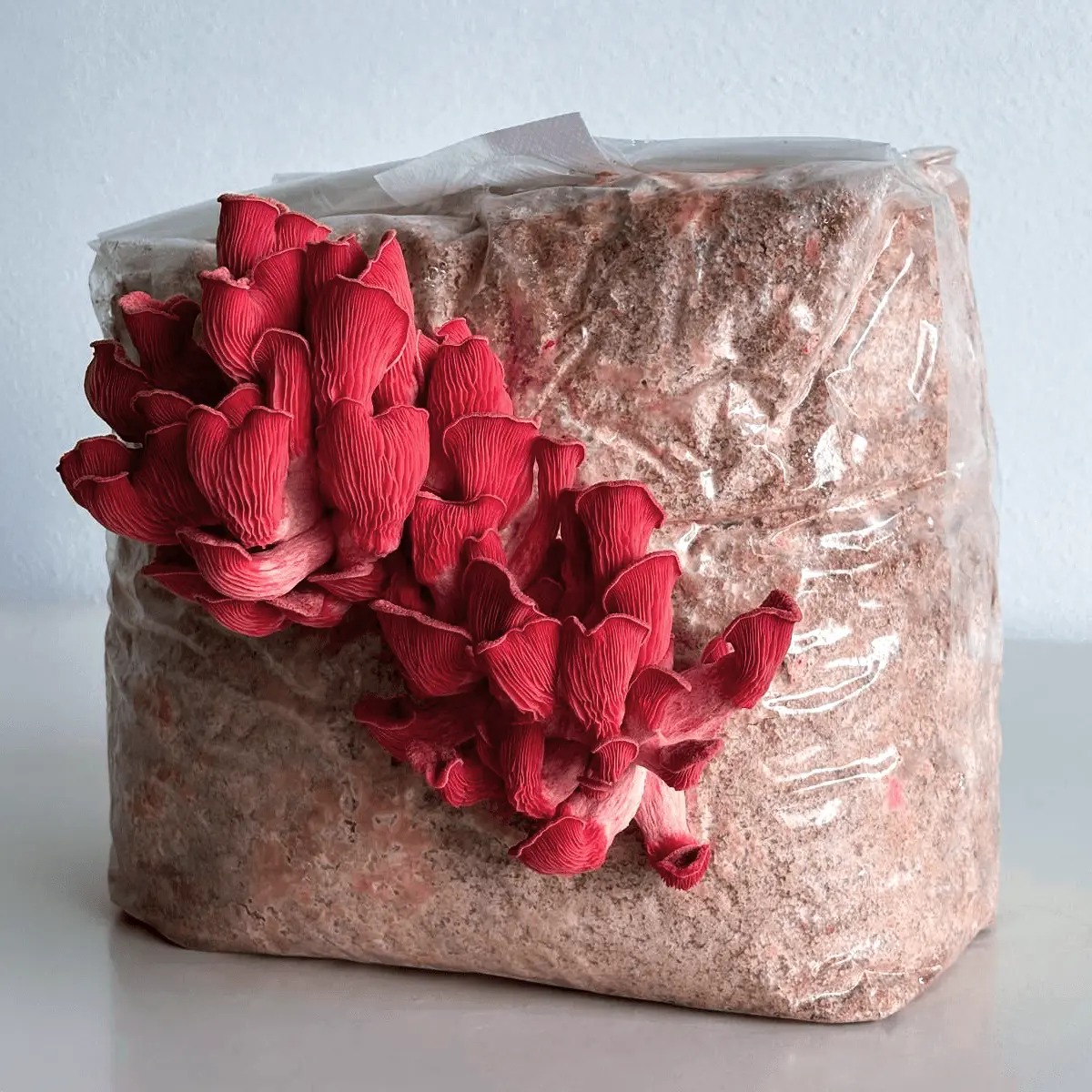 Kit di Coltivazione Fungo Ostrica Rosa (Pleurotus djamor)